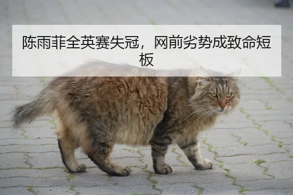 陈雨菲全英赛失冠，网前劣势成致命短板